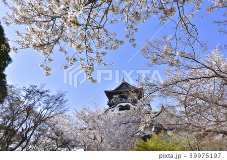 日本百名城　桜満開の犬山城 39976197
