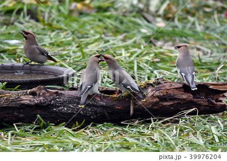 キレンジャクの縄張り争い。 39976204