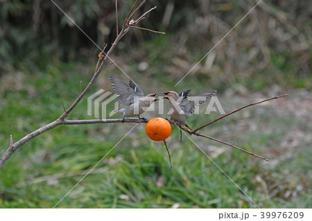 キレンジャクの縄張り争い。 39976209