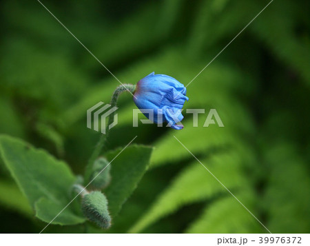 ヒマラヤの青いケシ ヒマラヤの青いケシ 39976372
