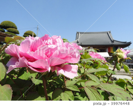牡丹の花 39976448