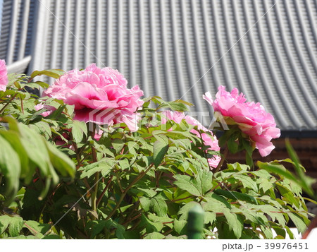 牡丹の花 39976451