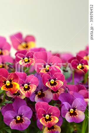 紫色のパンジーの花 紫色のパンジーの花 39976452
