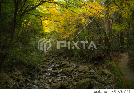 秋・犬鳴山の山道の風景 39976771