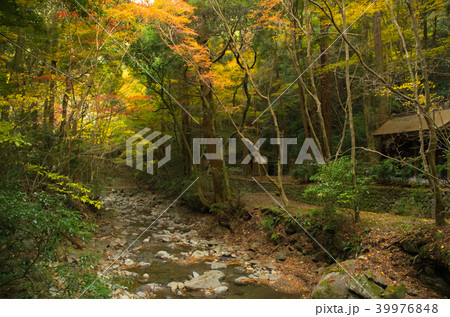 秋・犬鳴山の風景 39976848