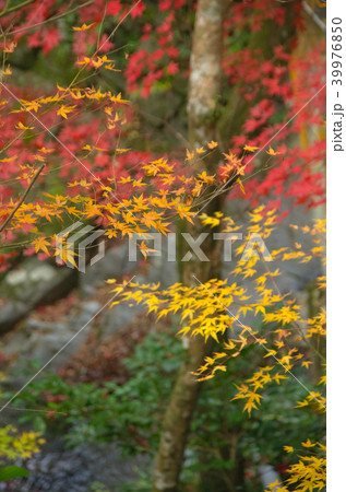 紅葉 39976850