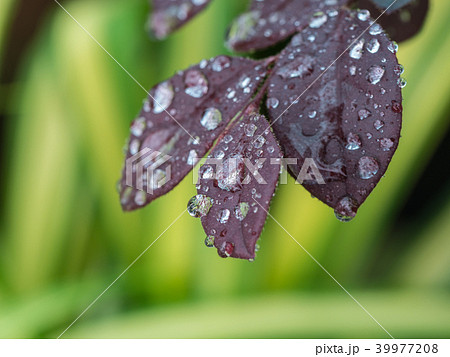 Rain Drops on Dark Red Chinese Witch Hazel Leaves Rain Drops on Dark Red Chinese Witch Hazel Leaves 39977208