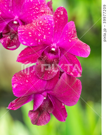 Pink Dendrobium Orchid Flowers Blooming Pink Dendrobium Orchid Flowers Blooming 39977209