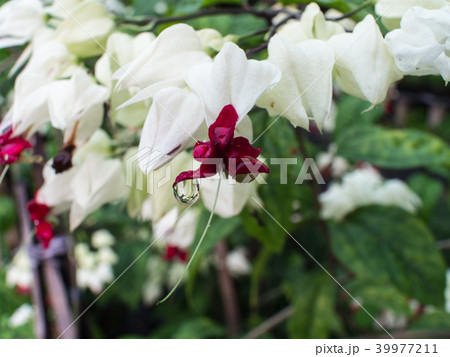 White bleeding Heart Flowers White bleeding Heart Flowers 39977211