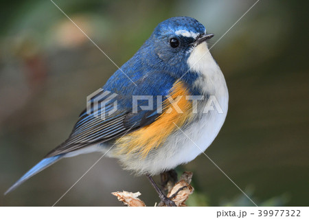 薬師池公園の野鳥 薬師池公園の野鳥 39977322