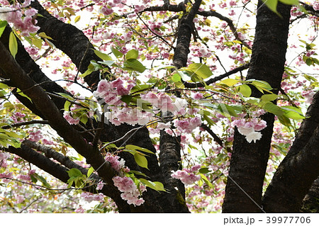 八重桜 八重桜 39977706