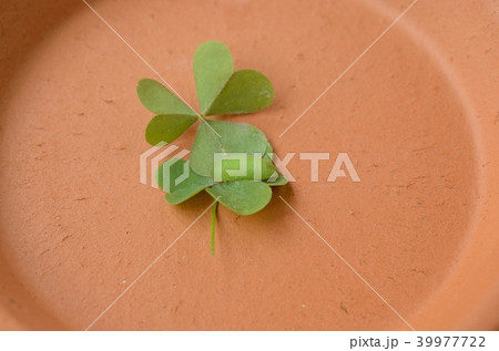 ヤマトシジミの前蛹（前蛹になりたて） 39977722