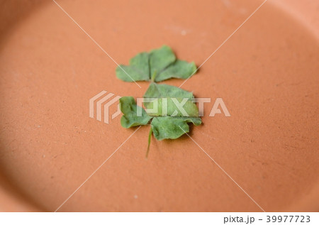 ヤマトシジミの前蛹（蛹化直前） 39977723