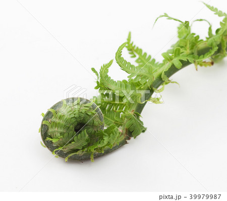 コゴミ コゴミ 39979987