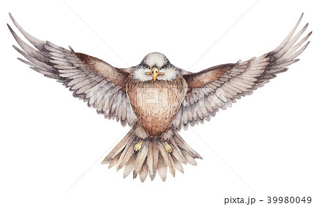 Hand Drawn Flying Eagleのイラスト素材 39980049 Pixta