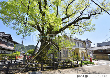 木の根橋 天然記念物欅 兵庫県丹波市柏原 の写真素材