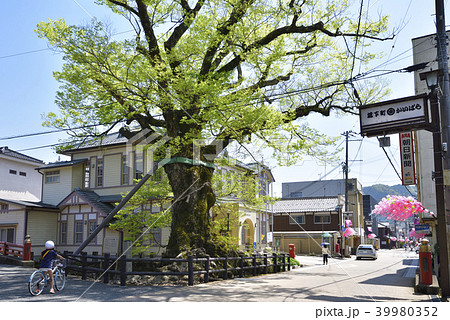 木の根橋 天然記念物欅 兵庫県丹波市柏原 の写真素材