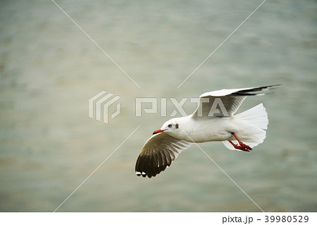 White seagull flying over blurry background. 39980529