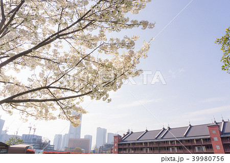 [神奈川県]　桜　赤レンガ倉庫 39980756
