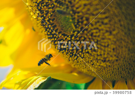 Bee flies around the flower in search of honey on a hot summer day 39980758