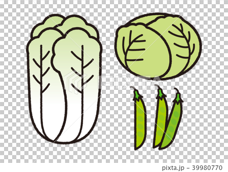 大白菜，白菜等_黑線 39980770