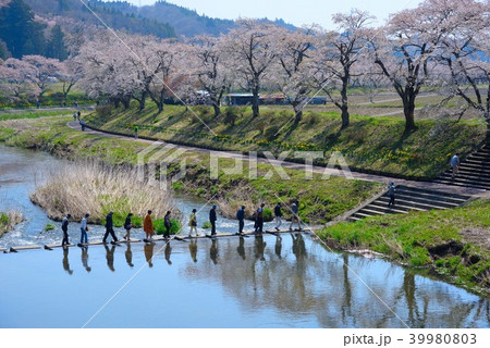 福島夏井川千本桜が咲く川を渡る人々の写真素材