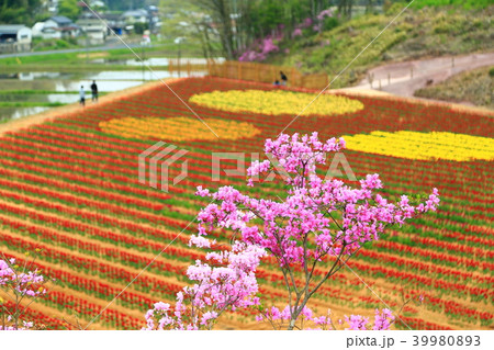 チューリップ 39980893