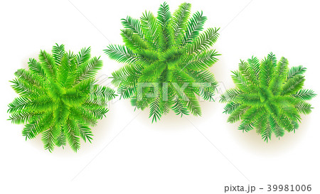 Set of green palm trees, vector 3D illustration 39981006