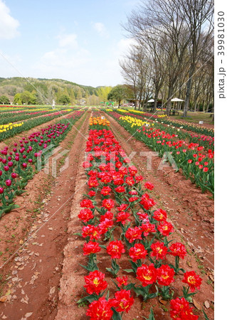 チューリップ 39981030