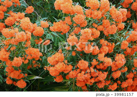ユーカリの花 ユーカリフラワーカムオレンジ の写真素材