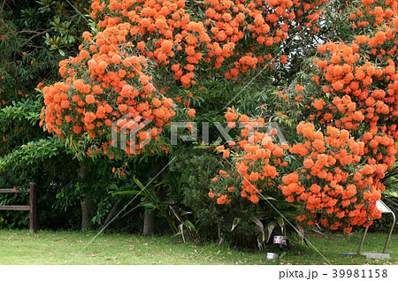 ユーカリの花 ユーカリフラワーカムオレンジ の写真素材