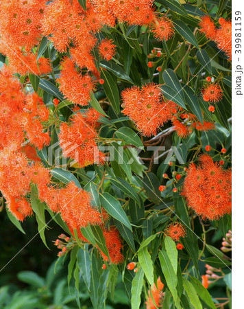 ユーカリの花 ユーカリフラワーカムオレンジ の写真素材