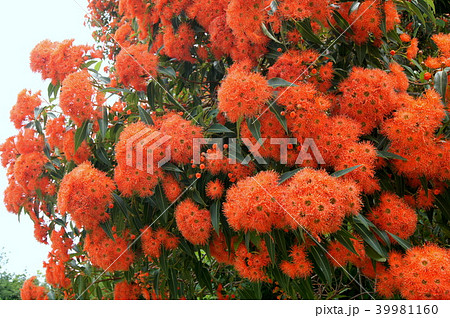 ユーカリの花 ユーカリフラワーカムオレンジ の写真素材