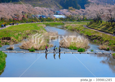 福島夏井川千本桜が咲く川を渡る人々の写真素材