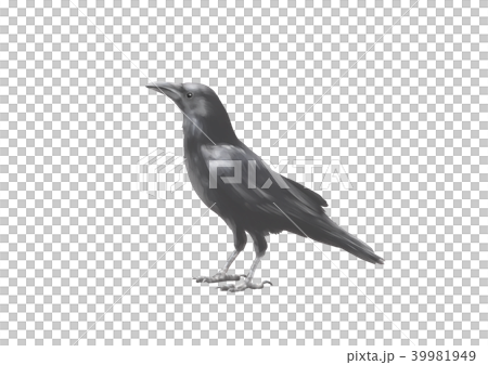 カラス 39981949