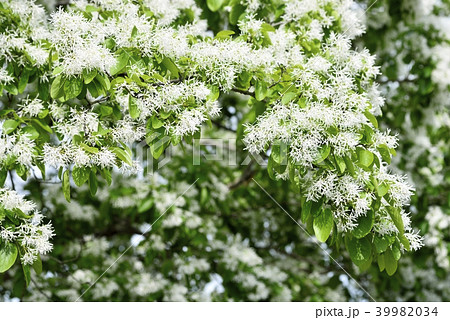 ヒトツバタゴ(ナンジャモンジャ) ヒトツバタゴ(ナンジャモンジャ) 39982034