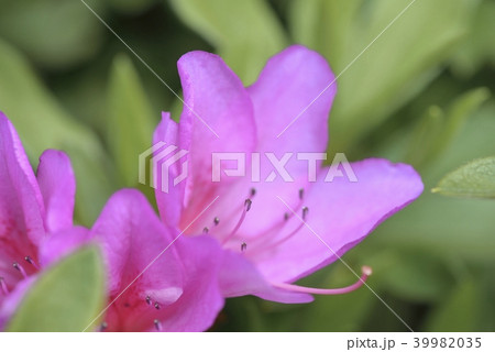 ツツジの花 ツツジの花 39982035