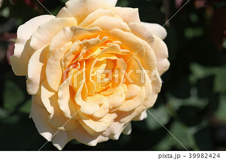 淡い杏色が美しいバラの写真素材