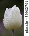 チューリップ 39982791