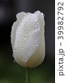 チューリップ 39982792