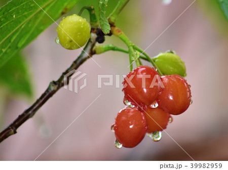 雨のサクランボ 39982959