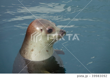 ゴマフアザラシ 39983092