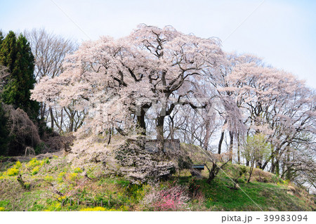 天神夫婦桜　福島県 39983094