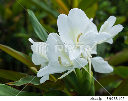 White Ginger Blooming 39983105