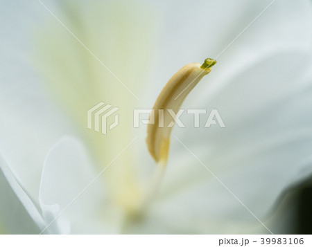 Pollen of White Ginger Blooming 39983106