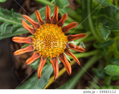 Orange Gazania Blooming 39983112
