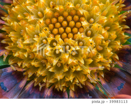 Pollen of Pink Striped White Gazania Blooming 39983113