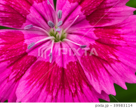 Pollen of Pink Dianthus Flower Pollen of Pink Dianthus Flower 39983114