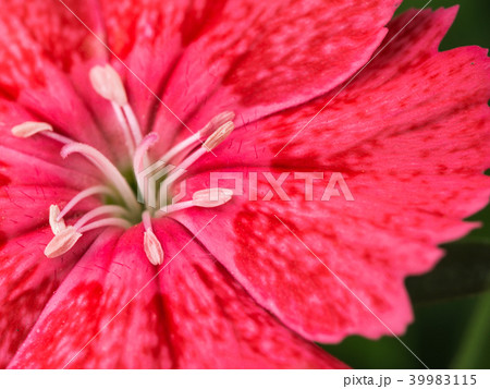 Pollen of Red Pink Dianthus Flower Pollen of Red Pink Dianthus Flower 39983115