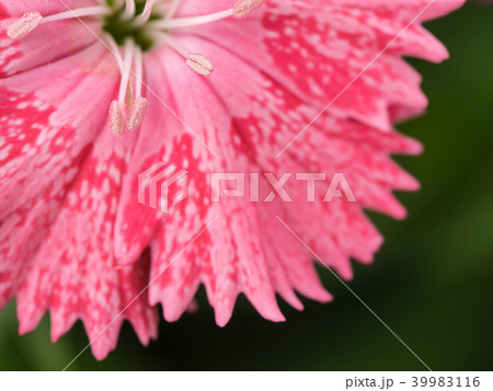 Pollen of Pink Striped Red Dianthus Flower 39983116